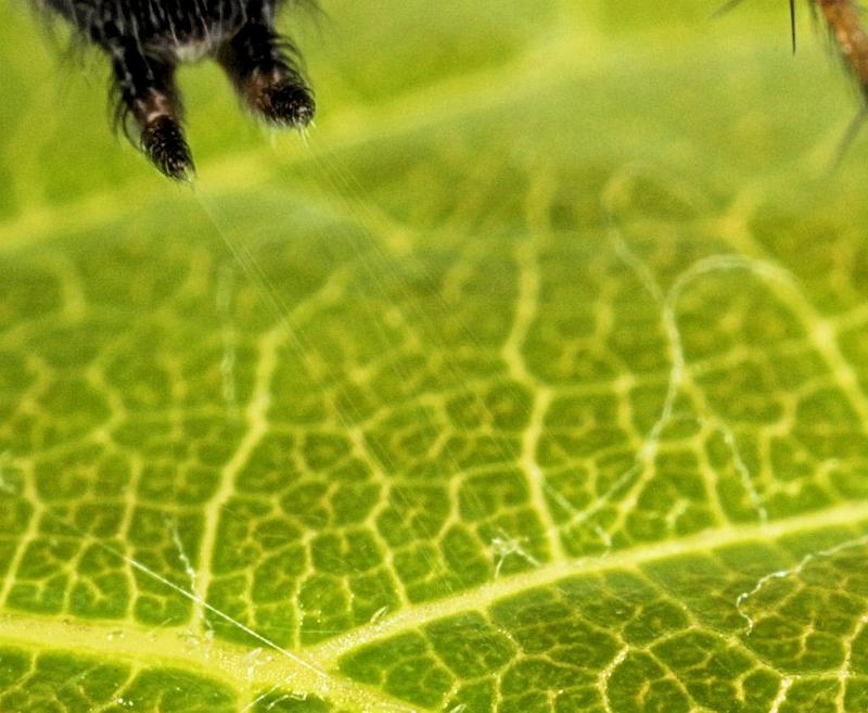 Textrix_denticulata_D8207_Z_90_Bij afgraving_Nederland.jpg